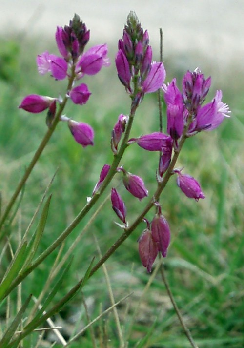 Polygala sp. da identificare